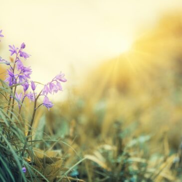 Programme Randonnées Mardi Mars / Avril 2026